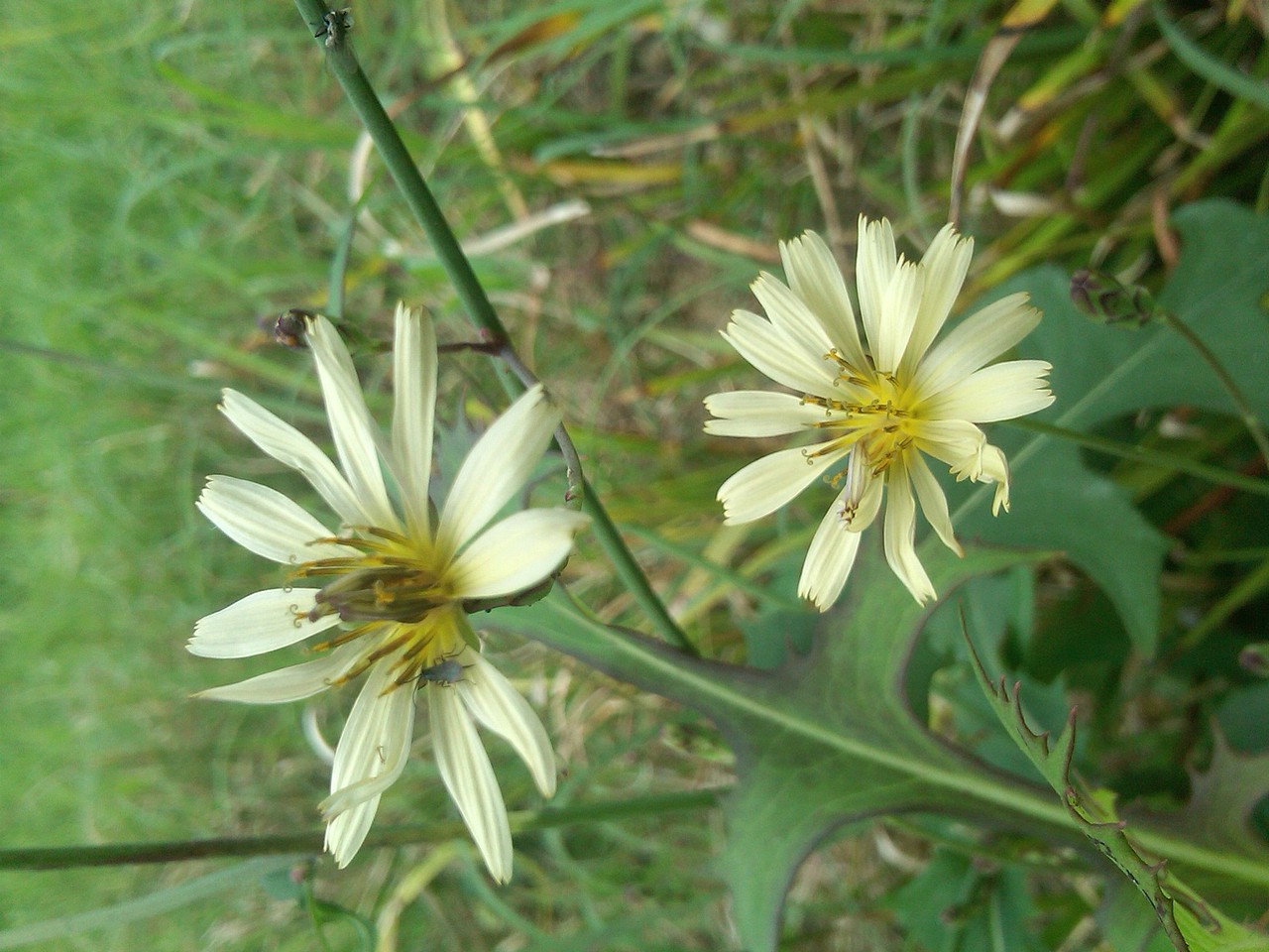 不晓得名字的花花……
