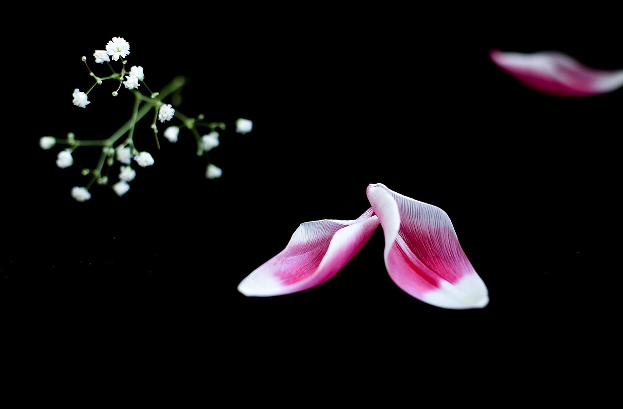 花落的声音（图ZMTAzMDk4OTcy） - 产品摄影 - 站酷设计师暴走的小粗腿儿原创素材 - 站酷ZCOOL