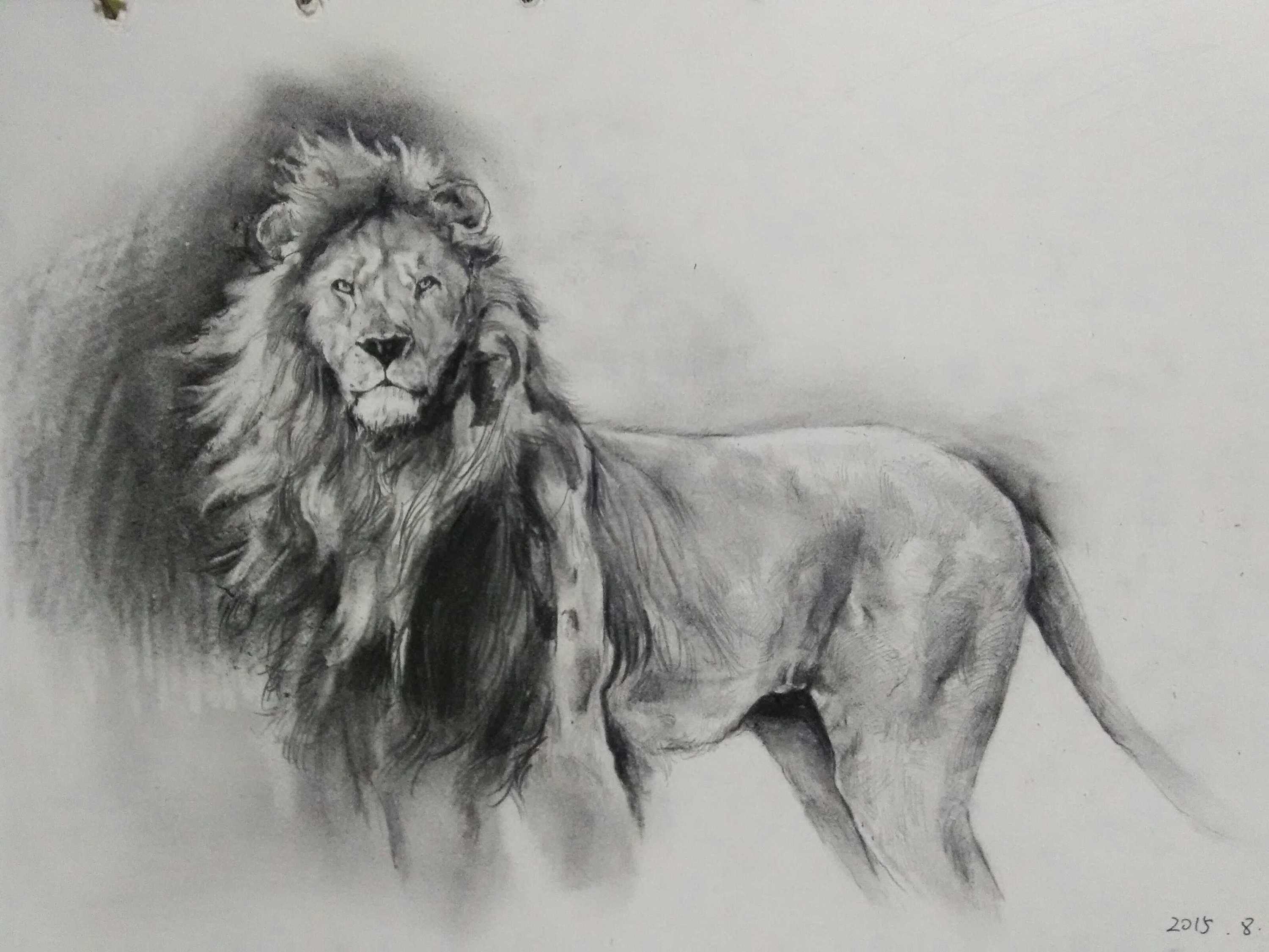《素描狮子》|纯艺术|绘画|Z59645483 - 原创作品 - 站酷 (ZCOOL)