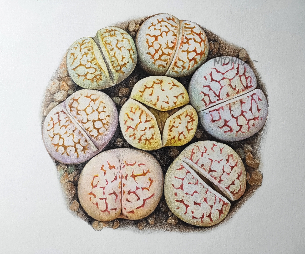 momo的彩铅世界-手绘多肉植物（图ZMjAxMDU3NjY4） - 艺术插画 - 站酷设计师末末的彩铅世界原创素材 - 站酷ZCOOL