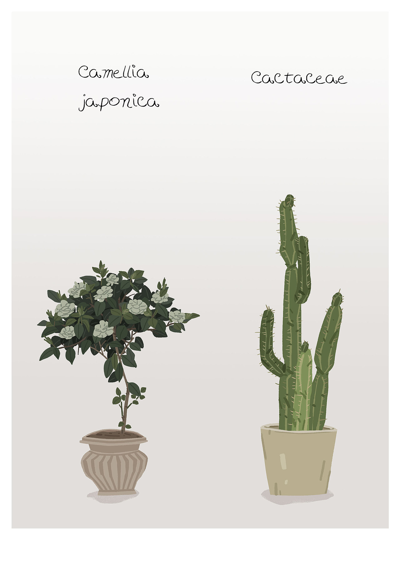 又造又画|一些花草树木