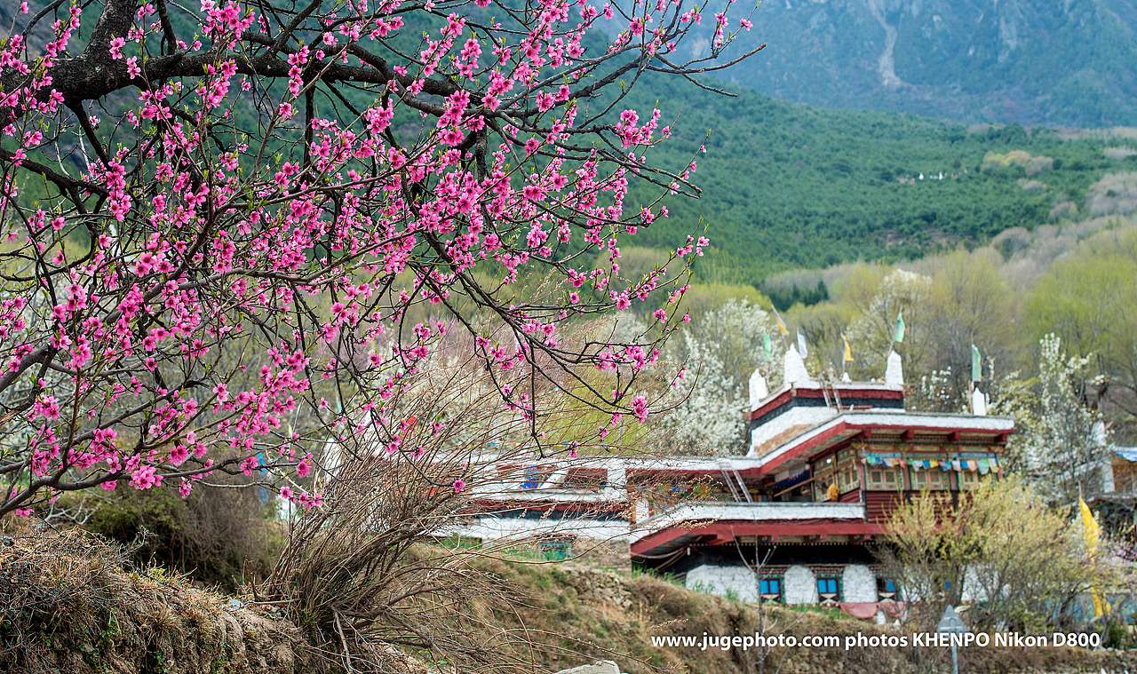 金川梨花（图ZMTA1OTU0ODEy） - 风光摄影 - 站酷设计师聚格影像原创素材 - 站酷ZCOOL