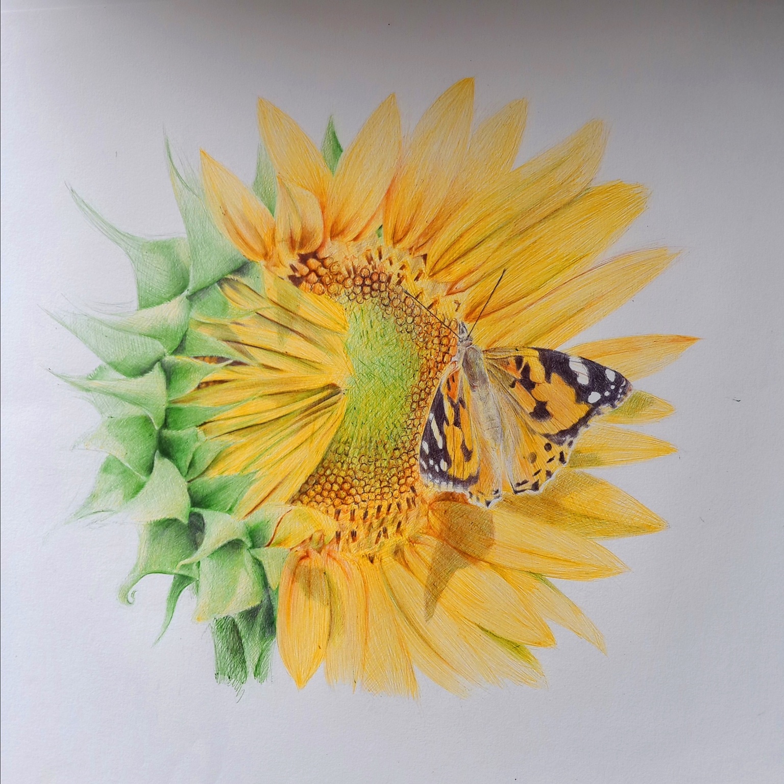 彩色圆珠笔画——蝶恋花