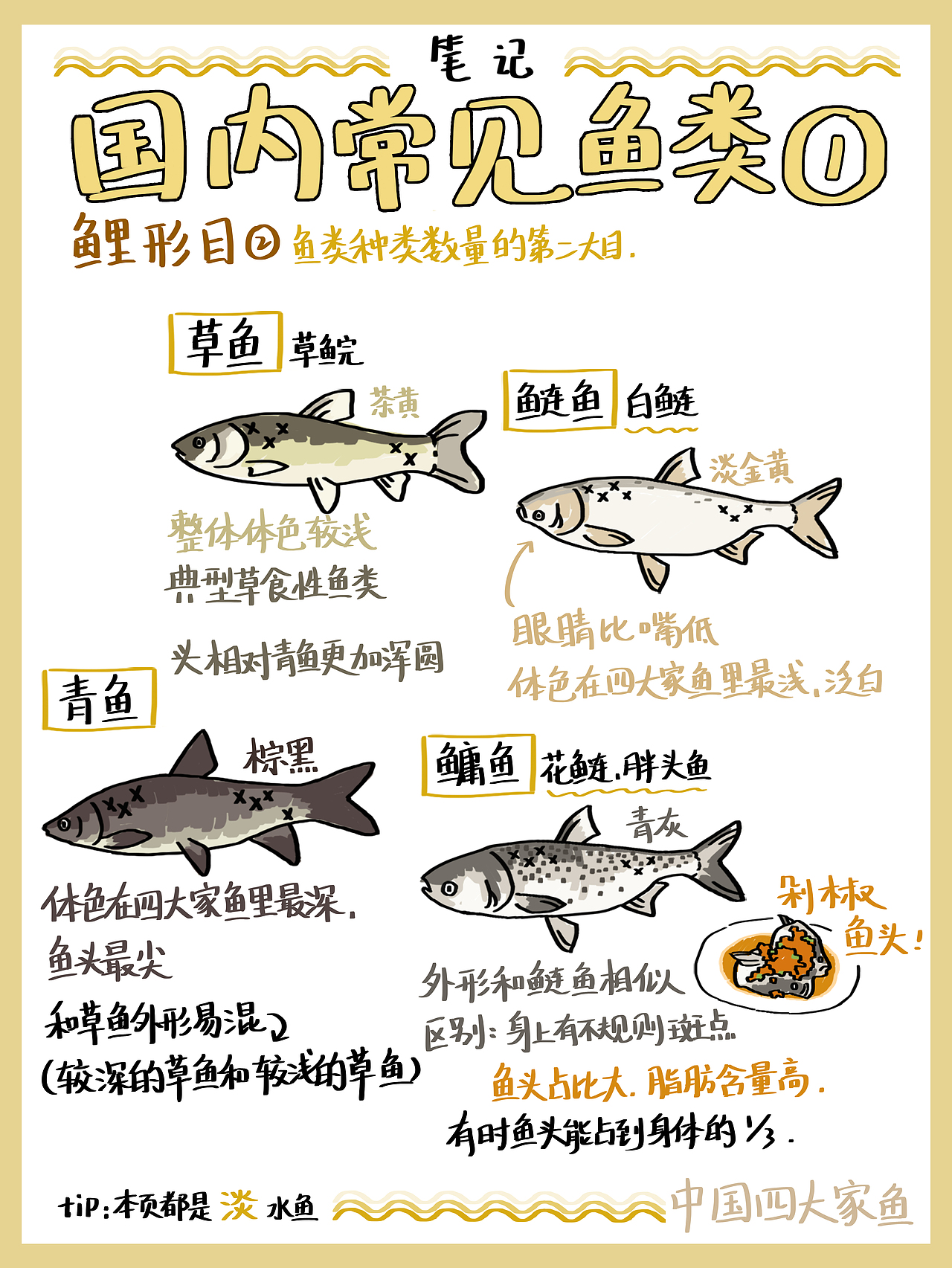 食物笔记–海鲜常见吃的鱼！（图ZMjg3MzQyOTQw） - 创作习作 - 站酷设计师地雷aya原创素材 - 站酷ZCOOL