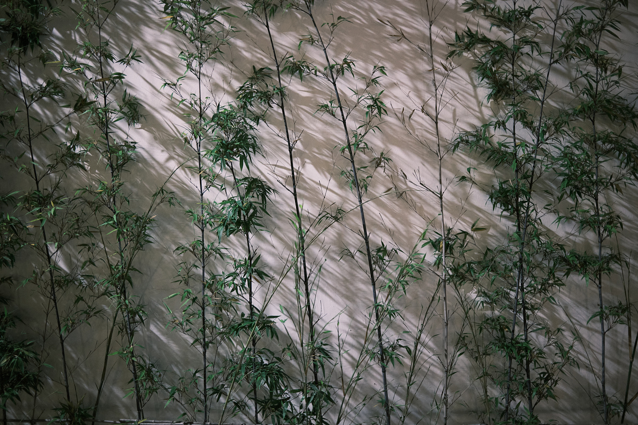 苏州的竹子|摄影|风光摄影|糖糖的早茶 - 原创作品 - 站酷 (zcool)