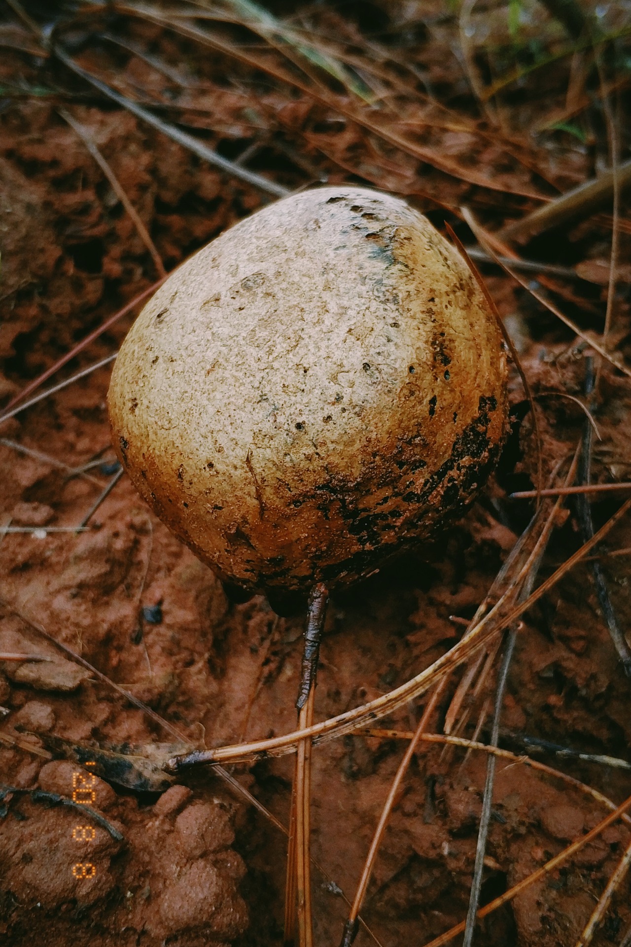 云南野生菌随拍
