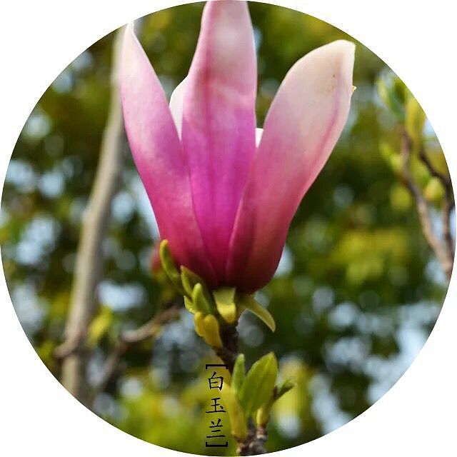 美丽的花儿看的我心花怒放（图ZMzg0NTUzMjg=） - 风光摄影 - 站酷设计师1252204415原创素材 - 站酷ZCOOL