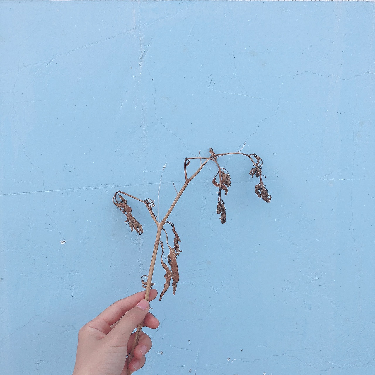 大自然是最美的花店（图ZMTMxNjU0NDA4） - 产品摄影 - 站酷设计师喵了个喵咪L原创素材 - 站酷ZCOOL