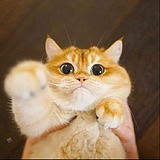 抱猪上树的头像