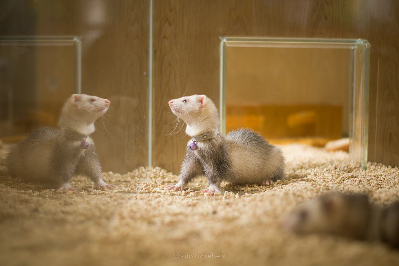 宠物摄影|【小怪兽】