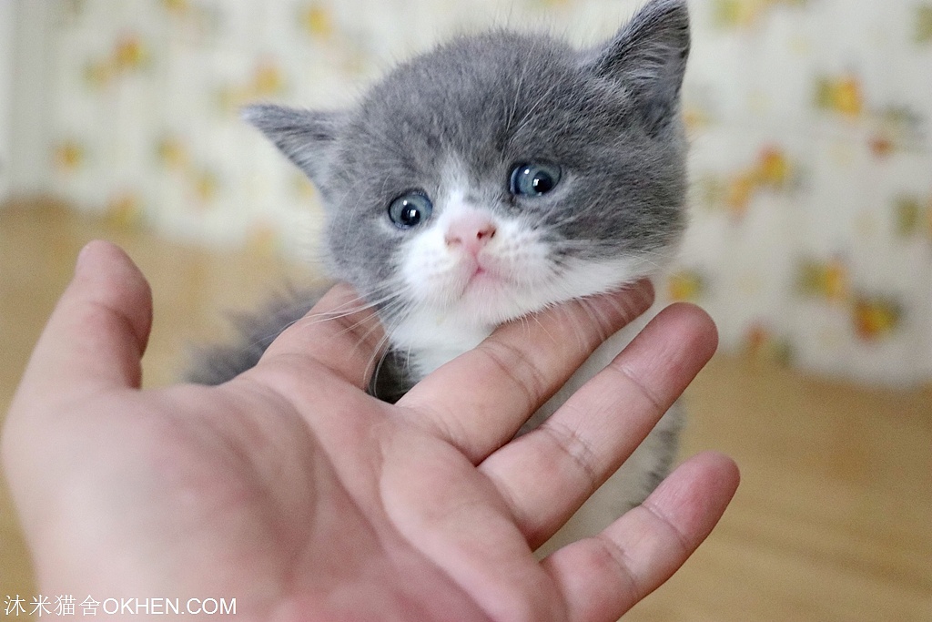 2.英短-蓝白色-公-五粉(黑眼豆豆)