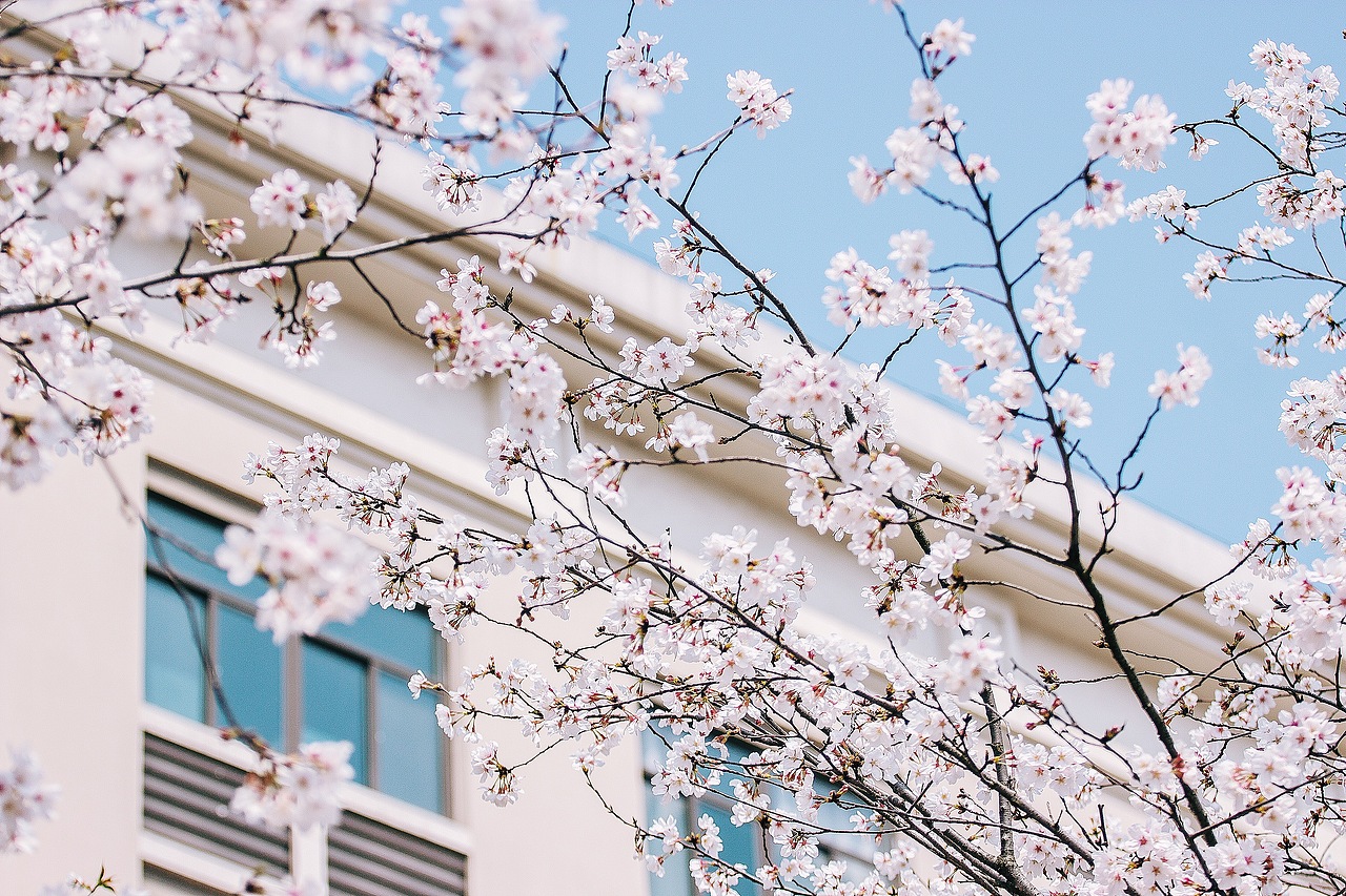 还记得那年越秀樱花树下~