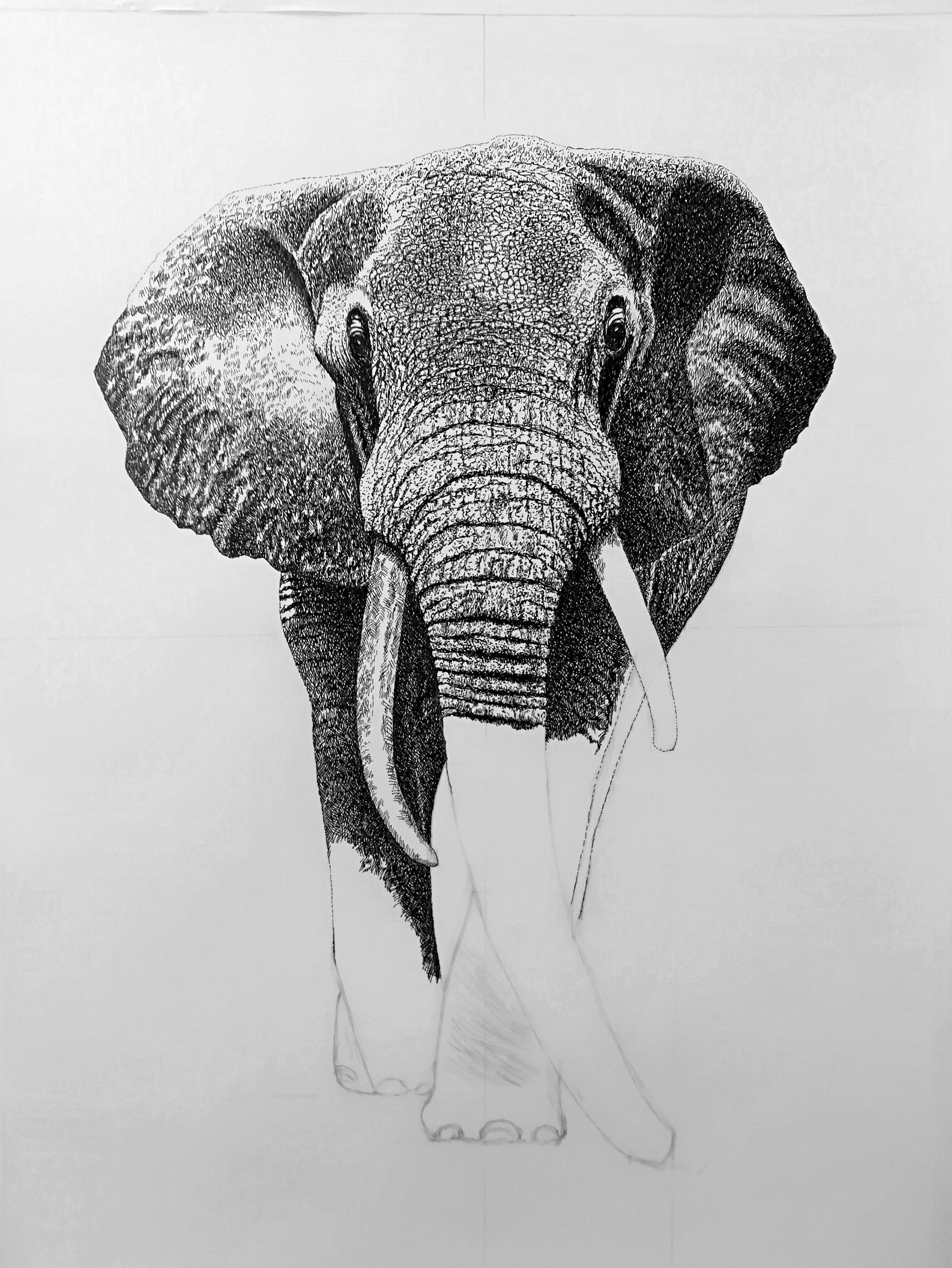 钢笔画~大象