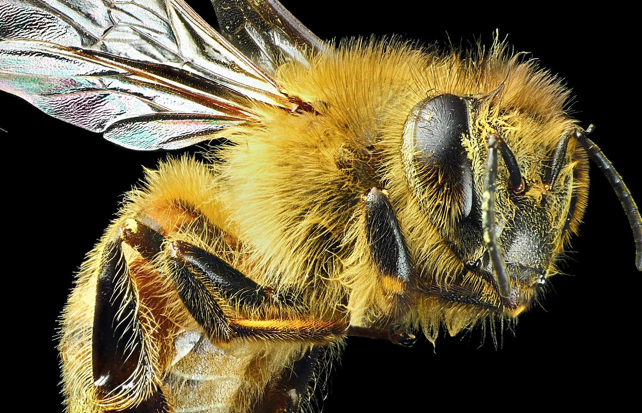 图片素材 : 无脊椎动物, 害虫, hoverfly, 飞, Megachilidae, stable fly, 大黄蜂, 宏观摄影, 膜翅 ...