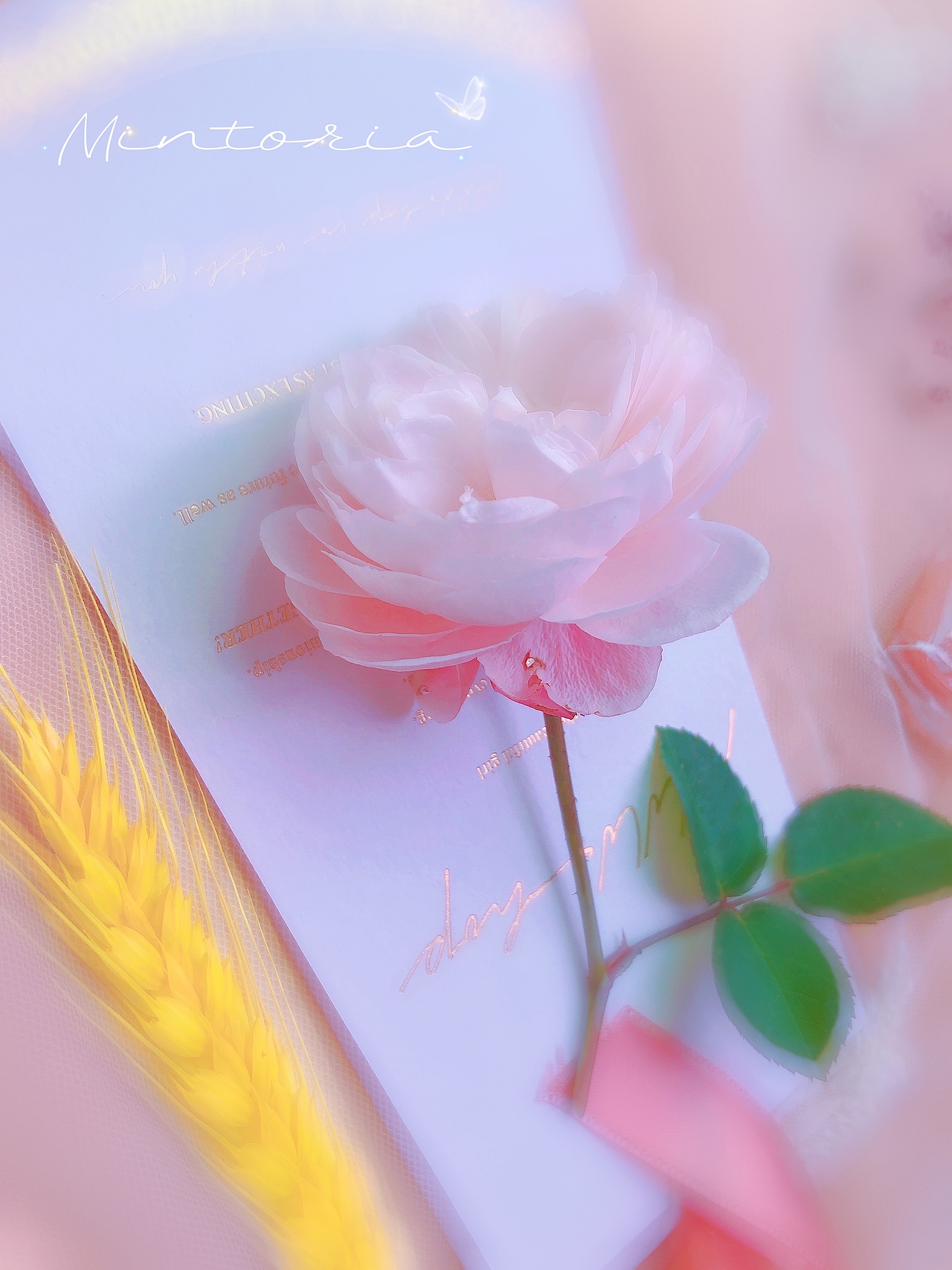 月季花-索菲罗莎（图ZMjc3ODk0MTgw） - 其他摄影 - 站酷设计师Mintoria原创素材 - 站酷ZCOOL