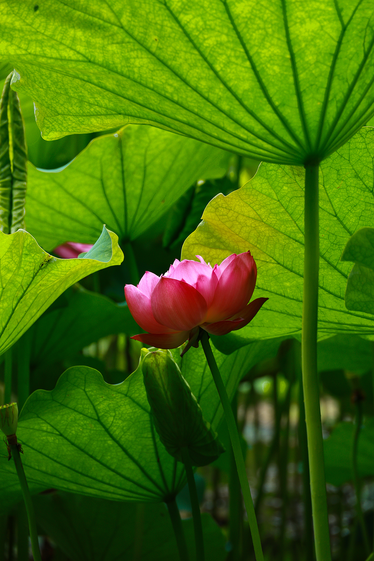 廉洁如荷,高洁不染