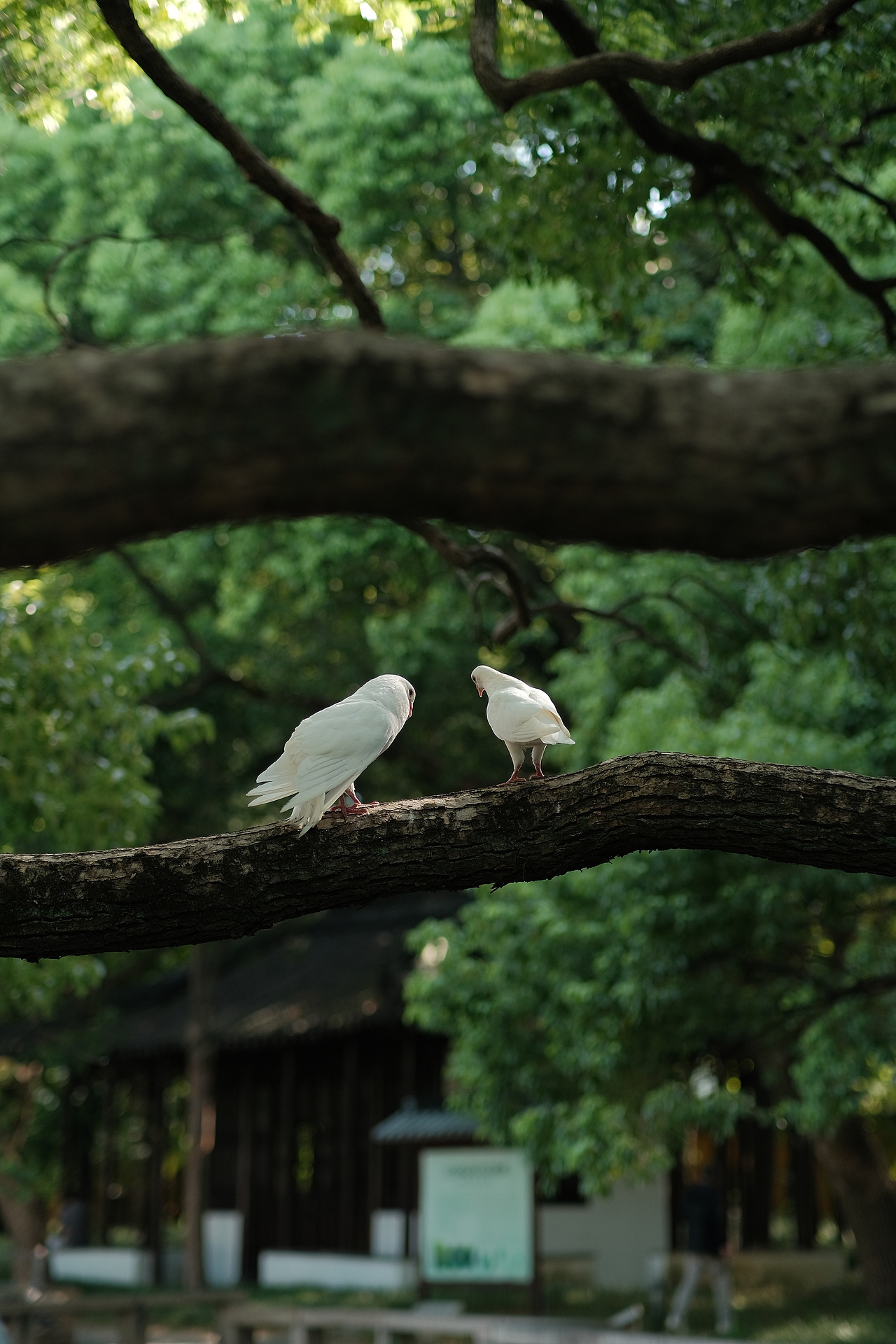 蘇州（图ZMzYxMjg2MDgw） - 风光摄影 - 站酷设计师摄影阿梁原创素材 - 站酷ZCOOL