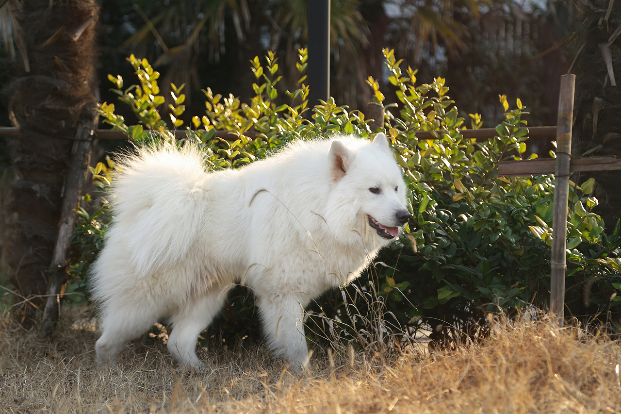 我的宠物们（图ZODA2OTczMDQ=） - 宠物摄影 - 站酷设计师大郭2497原创素材 - 站酷ZCOOL