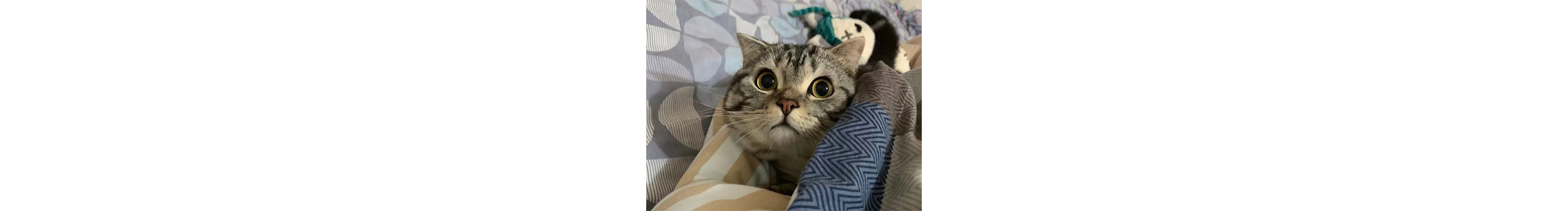 阿笑笑ovo的个人主页（封面预览） - 主页封面设置 - 站酷设计师阿笑笑ovo原创素材 - 站酷ZCOOL