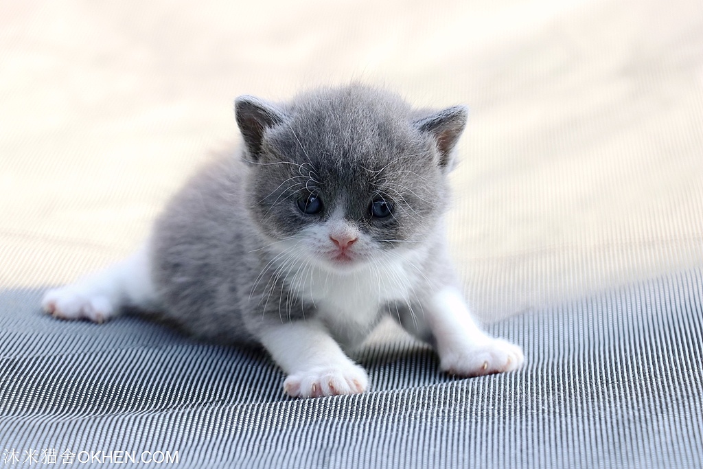 2英短蓝白色公五粉黑眼豆豆