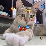 SerenKris的头像