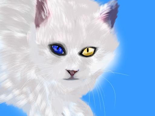 猫咪