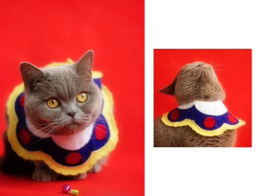 旺旺招财贺岁照