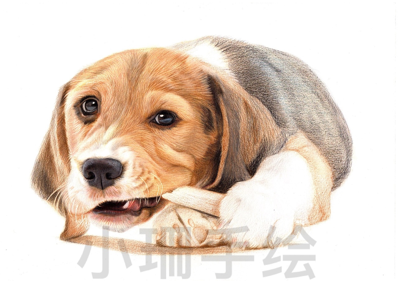 彩铅比格犬|纯艺术|绘画|ZSZSZSWT - 原创作品 - 站酷 (ZCOOL)