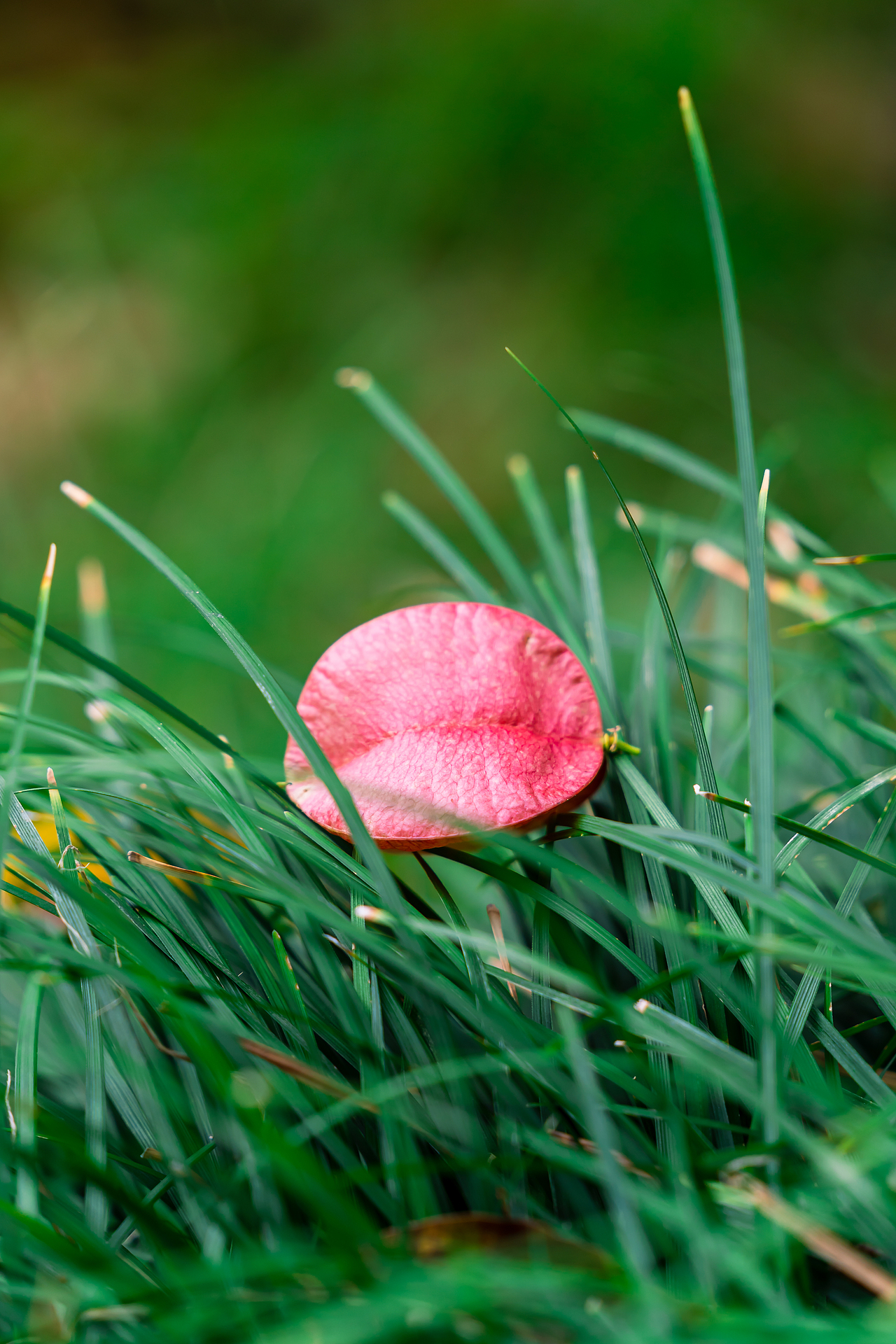 栾树（图ZMjcyMjE2NDA4） - 风光摄影 - 站酷设计师诗说江南原创素材 - 站酷ZCOOL