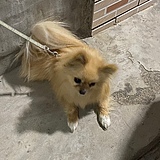 胖头鱼小艾o的头像