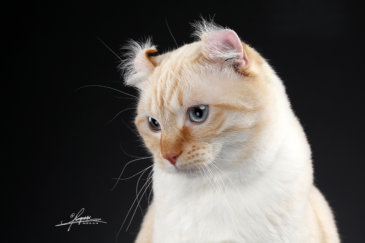 美国卷耳猫amyworks,拍摄于大连