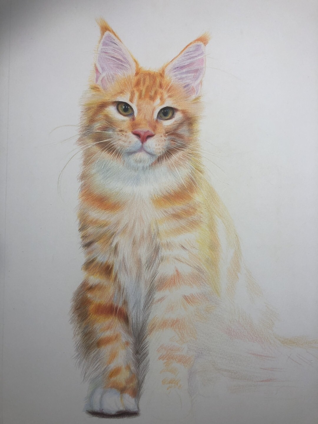 彩铅画《缅因猫》（图ZMTc4Nzg0NjQw） - 绘画 - 站酷设计师郭秀富原创素材 - 站酷ZCOOL