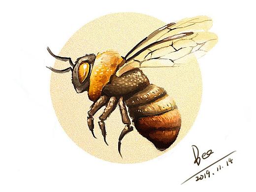 蜜蜂插画