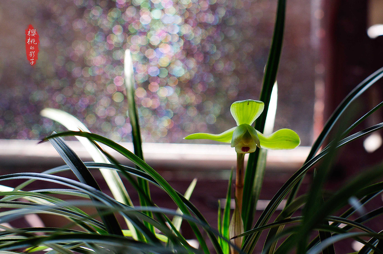 一花一世界 一草一菩提