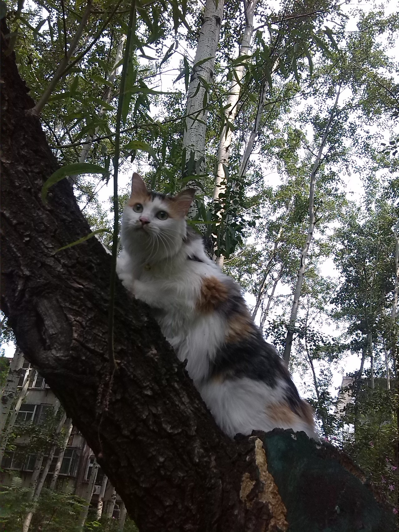 是不是爬到树上就可以逮小鸟啦