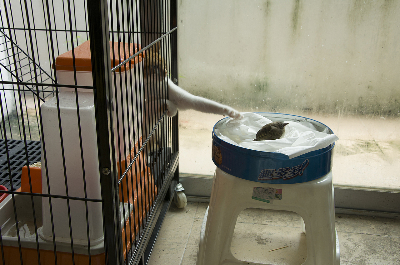 我家喵小奇。O(∩_∩)O哈哈~