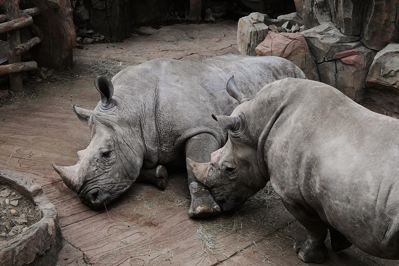 动物园（图ZMzMzMDU0NDY0） - 人文/纪实摄影 - 站酷设计师长得很酷的JIM原创素材 - 站酷ZCOOL