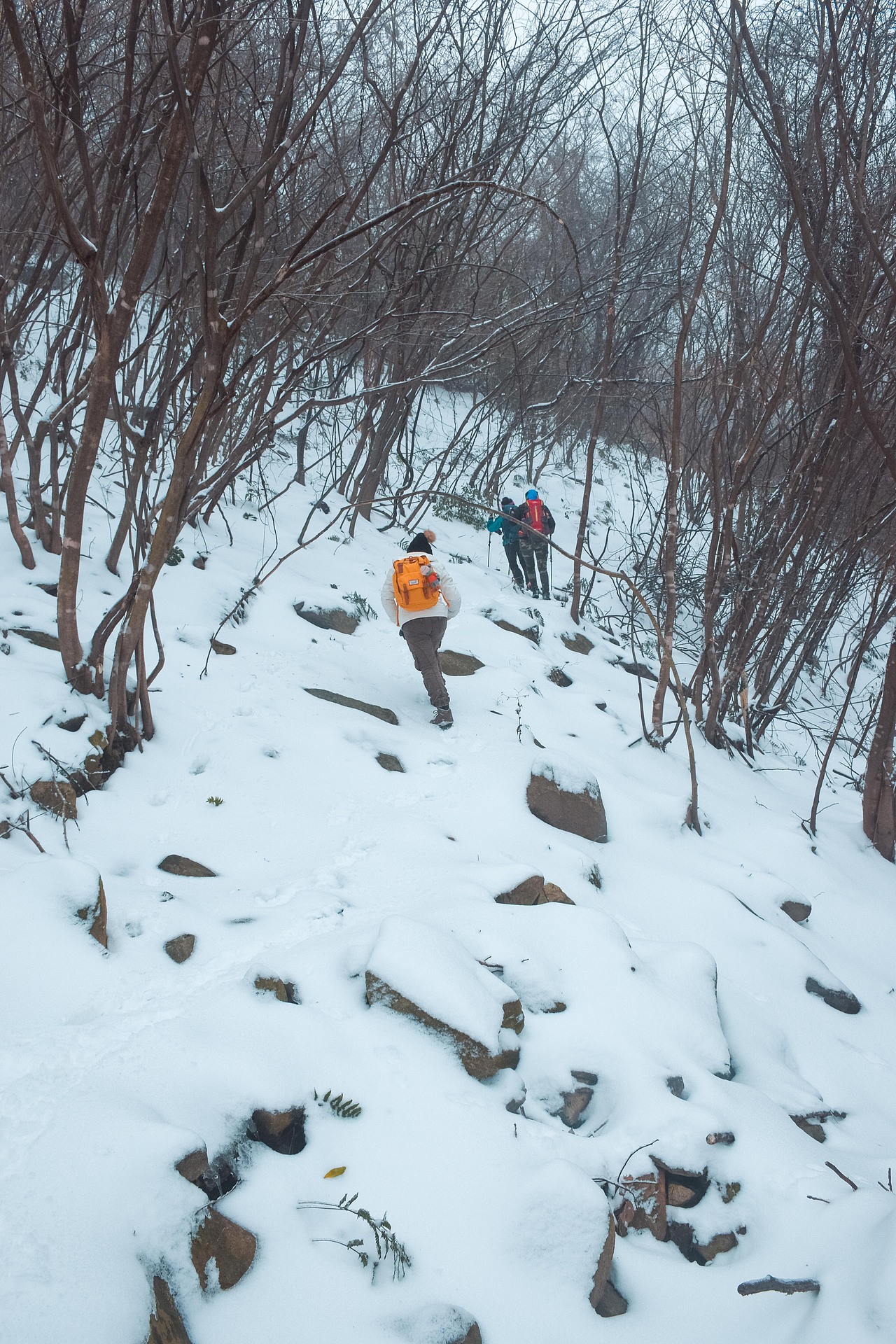 让我在雪地里再撒会儿野