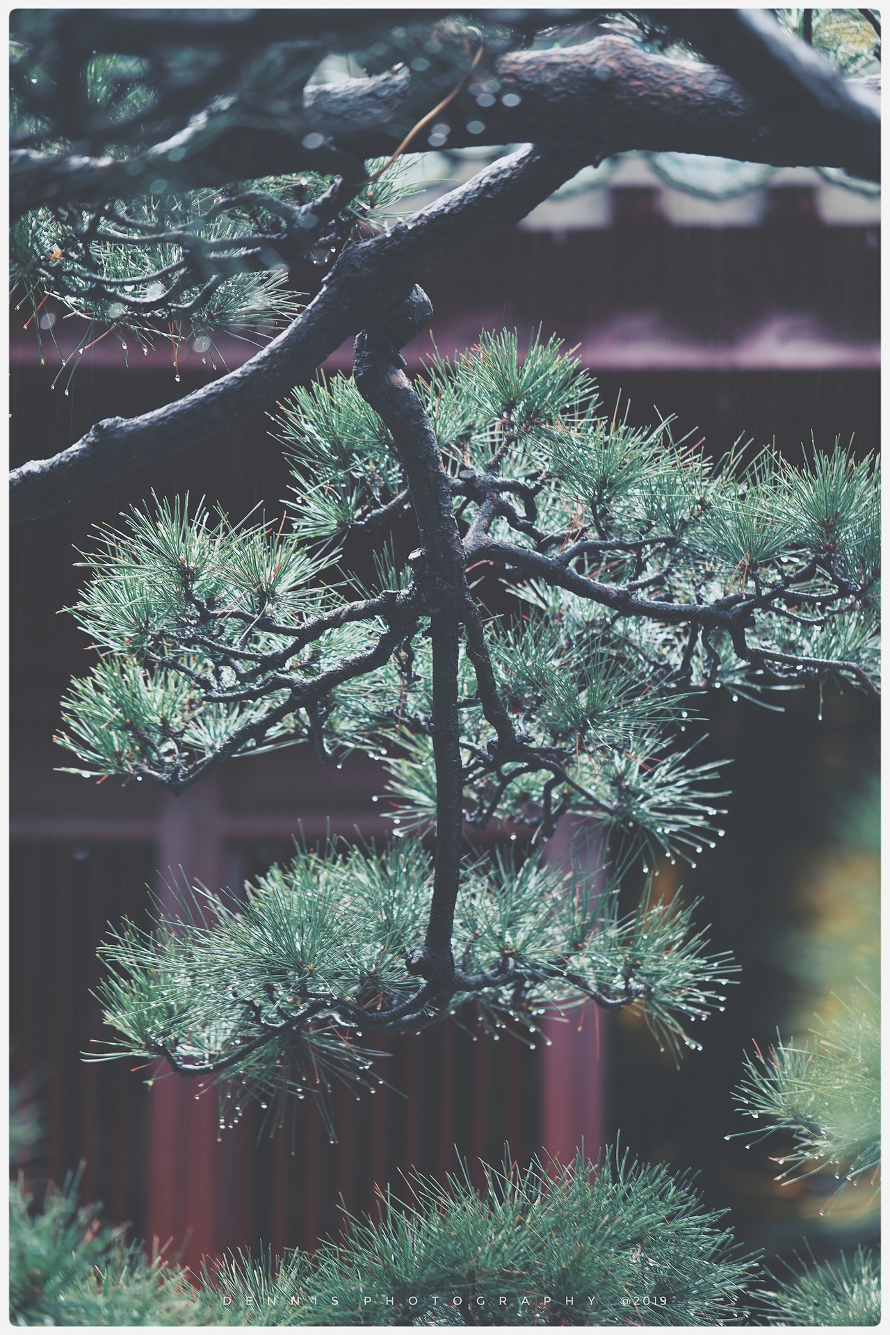 海幢寺的春雨（图ZMTk1Mzc2Mjky） - 风光摄影 - 站酷设计师李翔DennisLee原创素材 - 站酷ZCOOL