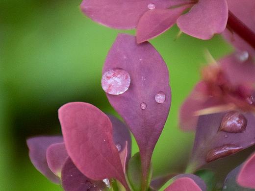 晨。露珠（个人主页-ZMjc0Mzk4Mjg=） - 风光摄影 - 站酷设计师御美智品牌原创素材 - 站酷ZCOOL