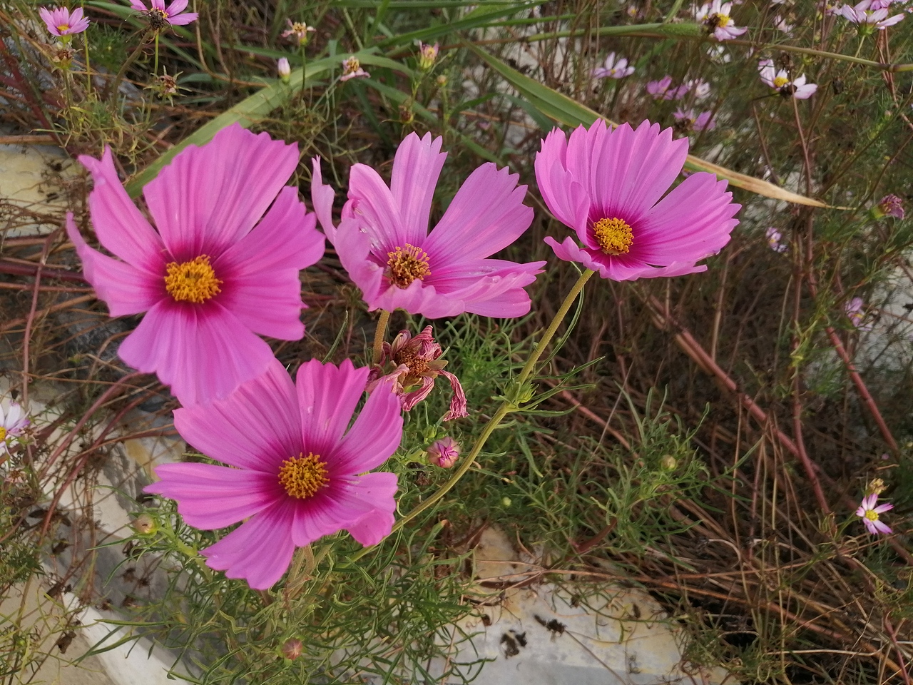 格桑花（图ZMTgxMjg1Mzky） - 产品摄影 - 站酷设计师晓鹃原创素材 - 站酷ZCOOL