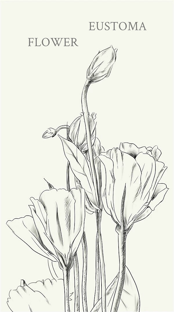 2019年 | 回顾&完结花卉100张