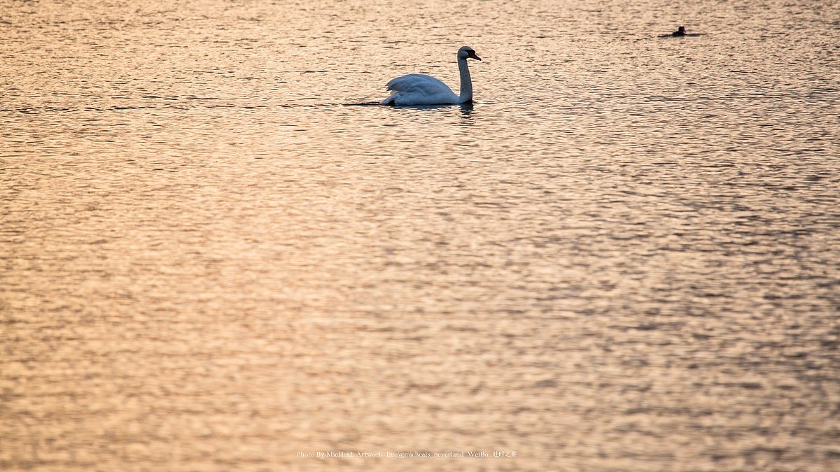 安静路过的天鹅，恩安静的看着它划来划去真的是挺让人安静下来的~
