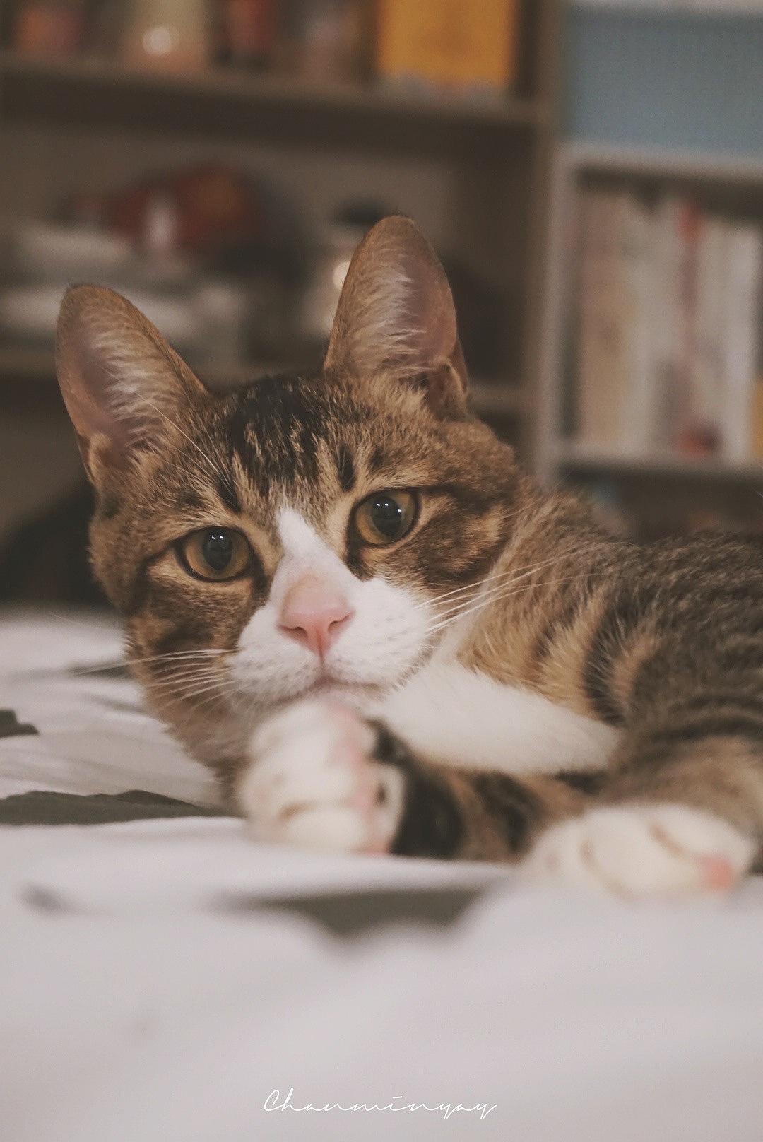 猫猫请看我·一