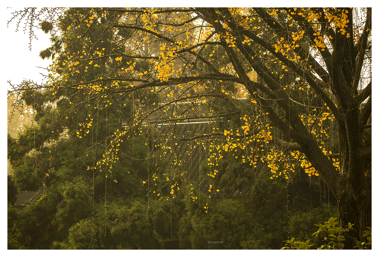 秋染栖霞（图ZMTM2NzA1ODc2） - 风光摄影 - 站酷设计师fairy0001原创素材 - 站酷ZCOOL