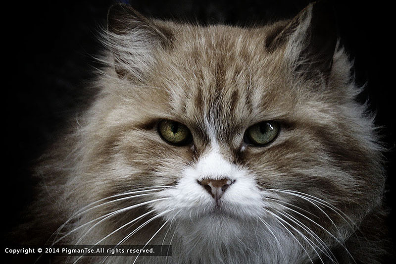 猫の疑惑（图ZMTUzOTgxODg=） - 宠物摄影 - 站酷设计师pigmantse原创素材 - 站酷ZCOOL