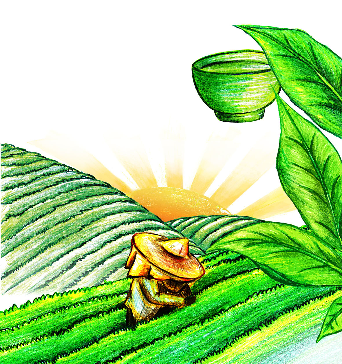 茶园teaillustration