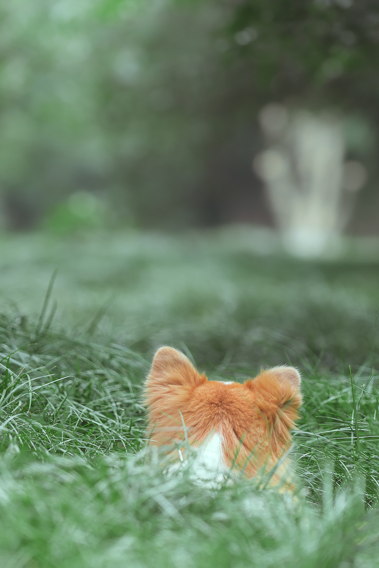 长毛柯基-洛杉矶【均木纪实宠物摄影】