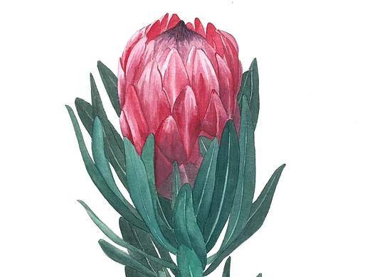 一组水彩的练习稿