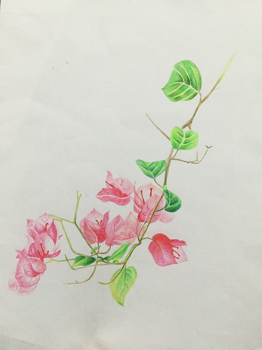 三角梅彩铅画花